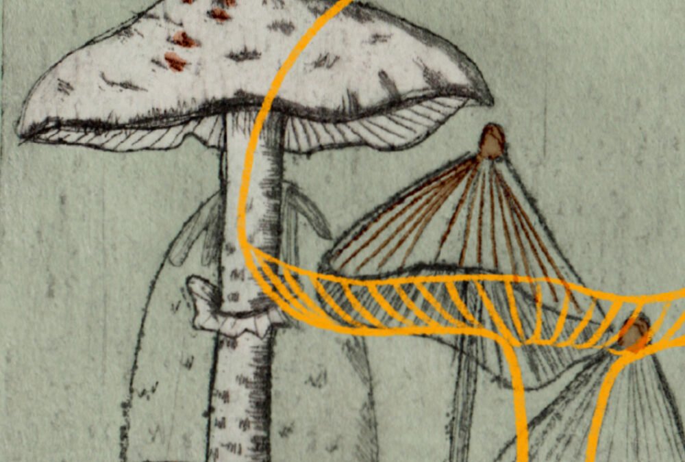 9 paddenstoelen – angst of afkeer voor paddenstoelen – mycofobie – illustratie – irma van osch – boeken en poezie .jpg