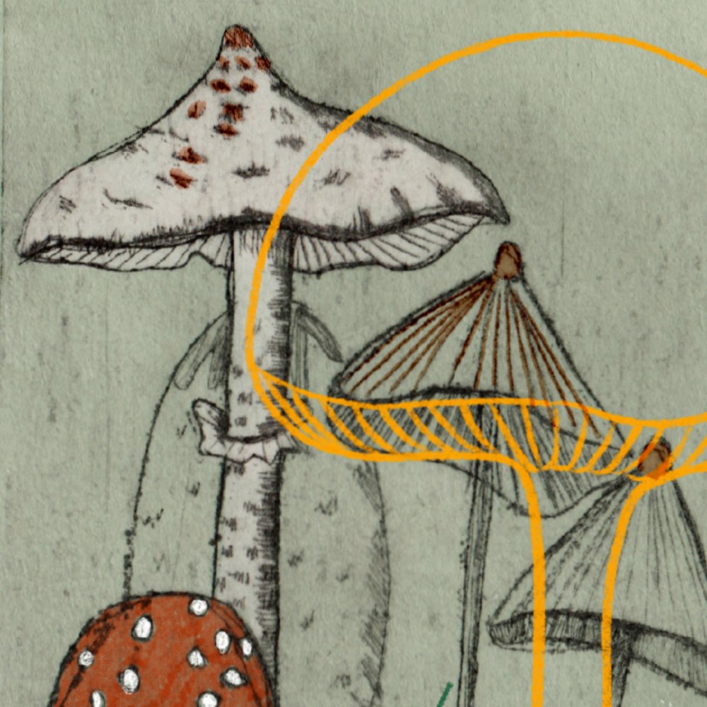 9 paddenstoelen – angst of afkeer voor paddenstoelen – mycofobie – illustratie – irma van osch – boeken en poezie .jpg